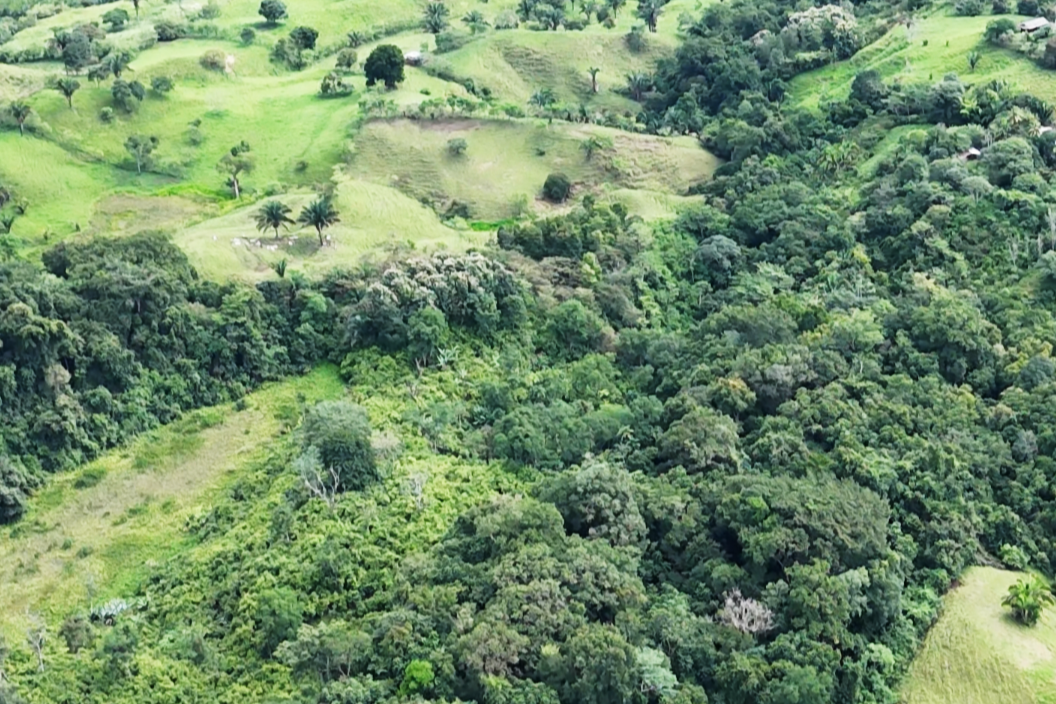 Regenerative Cacao Permaculture Workshops